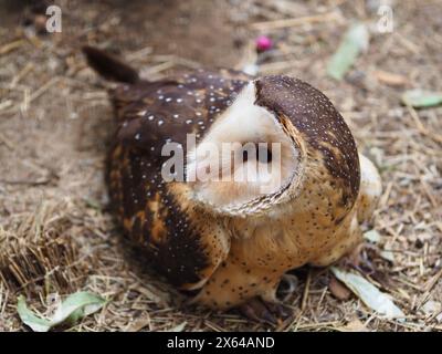 Herrliche, königliche Austrogeneule in außergewöhnlicher Schönheit. Stockfoto