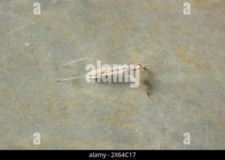 Insekten, bekannt als Predator Wanze oder Assassin Wanze, Arten Stenopoda spinulosa, Unterfamilie Stenopodainae, Familie Reduviidae und Ordnung Hemiptera. Stockfoto