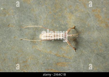 Insekten, bekannt als Predator Wanze oder Assassin Wanze, Arten Stenopoda spinulosa, Unterfamilie Stenopodainae, Familie Reduviidae und Ordnung Hemiptera. Stockfoto