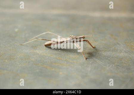 Insekten, bekannt als Predator Wanze oder Assassin Wanze, Arten Stenopoda spinulosa, Unterfamilie Stenopodainae, Familie Reduviidae und Ordnung Hemiptera. Stockfoto