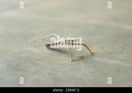 Insekten, bekannt als Predator Wanze oder Assassin Wanze, Arten Stenopoda spinulosa, Unterfamilie Stenopodainae, Familie Reduviidae und Ordnung Hemiptera. Stockfoto