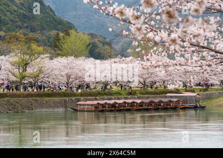 Präfektur Yamaguchi, Japan - 5. April 2024 : die Menschen genießen die Kirschblüten am Ufer des Nishiki Flusses. Iwakuni Kintai Brücke Sakura Festival. Stockfoto