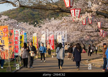 Präfektur Yamaguchi, Japan - 5. April 2024 : die Menschen genießen die Kirschblüten am Ufer des Nishiki Flusses. Iwakuni Kintai Brücke Sakura Festival. Stockfoto