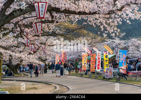 Präfektur Yamaguchi, Japan - 5. April 2024 : die Menschen genießen die Kirschblüten am Ufer des Nishiki Flusses. Iwakuni Kintai Brücke Sakura Festival. Stockfoto