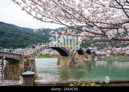 Präfektur Yamaguchi, Japan - 5. April 2024 : die Menschen genießen die Kirschblüten am Ufer des Nishiki Flusses. Iwakuni Kintai Brücke Sakura Festival. Stockfoto