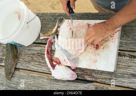 Nahaufnahme von Fischerhänden, die einen Fisch auf verwitterten Brettern in Merimbula in New South Wales, Australien filetieren. Stockfoto