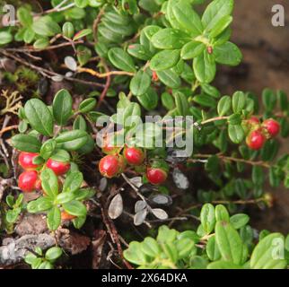 Preiselbeere (Vaccinium vitis-idaea) reift in der Chena River State Recreation Area, Alaska Stockfoto