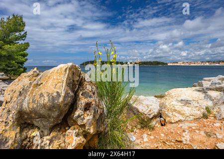 Die Erholung an der Adria, Mai-Wochenende in Kroatien, Besuch von Rovinj auf der istrischen Halbinsel Stockfoto