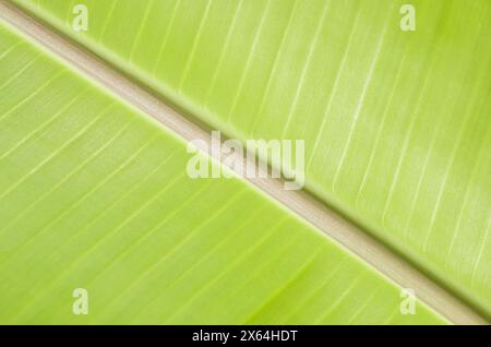 Textur Hintergrund der Hinterleuchtung frisches grünes Blatt. Nahaufnahme der Bananenblatttextur, grün und frisch. Bananengrünes Blatt Nahaufnahme Hintergrund. Blattschau Stockfoto