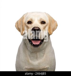 Porträt eines Happy Labrador Retriever Hundes, der in der Kamera auf isoliertem weißem Hintergrund schaut, Vorderansicht Stockfoto