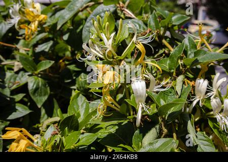 Die Symphonie der Natur: Geißblatt-Blumen tanzen in der Brise, ihre lebendigen Farbtöne harmonieren mit dem Rhythmus der Natur. Stockfoto