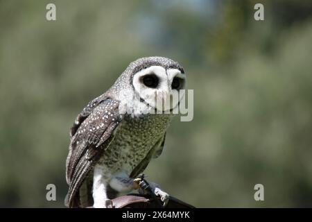 Die weniger rußige Eule hat eine dunkelrußgraue Farbe, mit großen Augen in einem grauen Gesicht, feinen weißen Flecken oben und unten und einem blassen Bauch. Stockfoto