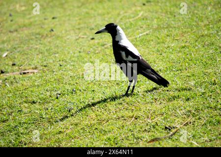 Die Elster ist ein unverwechselbarer Vogel mit glänzenden schwarzen und leuchtend weißen Markierungen. Stockfoto