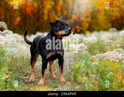 Bild eines jungen Rottweilers, der in der Natur bleibt Stockfoto