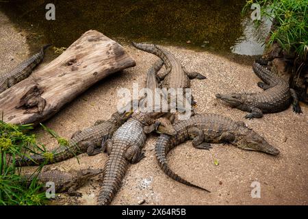 Eine Gruppe von Krokodilen liegt auf dem Boden in der Nähe eines Baumstamms. Die Szene ist friedlich und ruhig Stockfoto
