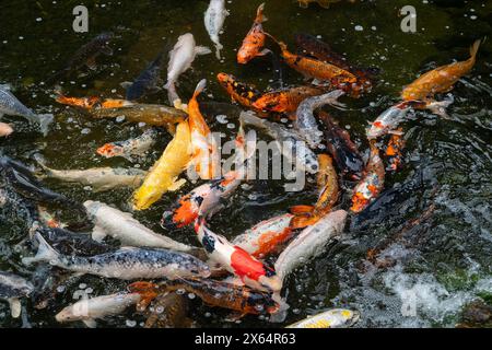 Eine große Gruppe von Fischen schwimmt in einem Teich. Die Fische haben verschiedene Farben, darunter Orange und Schwarz Stockfoto