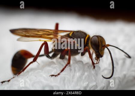 Eine sterbende Wespe von Sceliphron curvatum, auch bekannt als asiatische Schlammwespe, ist ein Insekt der Gattung Sceliphron auf dem weißen Tuch Stockfoto