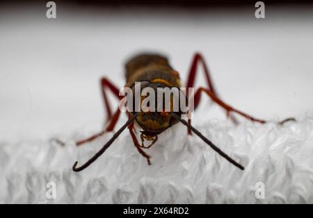 Eine sterbende Wespe von Sceliphron curvatum, auch bekannt als asiatische Schlammwespe, ist ein Insekt der Gattung Sceliphron auf dem weißen Tuch Stockfoto