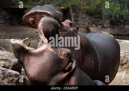 Zwei Flusspferde fressen Gras in einem Zoo. Einer von ihnen hat seinen Mund offen. Der andere schaut auf die Kamera Stockfoto