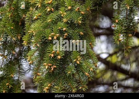 Abstrakter Texturhintergrund des Neuwuchses an den Nadelzweigen einer Blaufichte (picea pungens) im Frühjahr Stockfoto