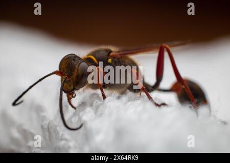 Eine sterbende Wespe von Sceliphron curvatum, auch bekannt als asiatische Schlammwespe, ist ein Insekt der Gattung Sceliphron auf dem weißen Tuch Stockfoto