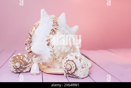 Große weiße und kleine Muscheln und Strandperlen auf rosa Holzbrettern Hintergrund. Vorderansicht. Kopierbereich Stockfoto