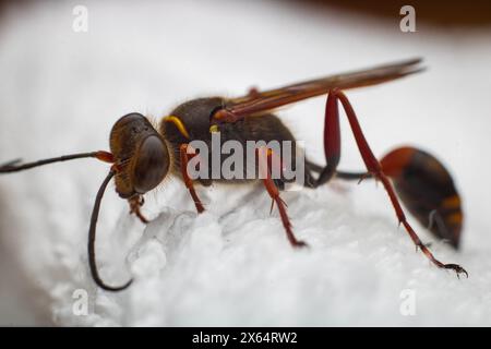 Eine sterbende Wespe von Sceliphron curvatum, auch bekannt als asiatische Schlammwespe, ist ein Insekt der Gattung Sceliphron auf dem weißen Tuch Stockfoto