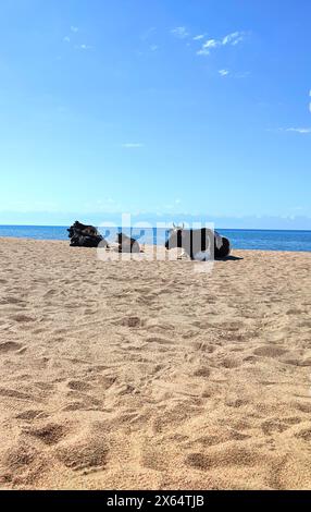 Kühe, Stiere und Kälber am Sandstrand des Meeres, Meer. Viehweide. Urlaub in exotischen Ländern. Vertikal. Kopierbereich Stockfoto