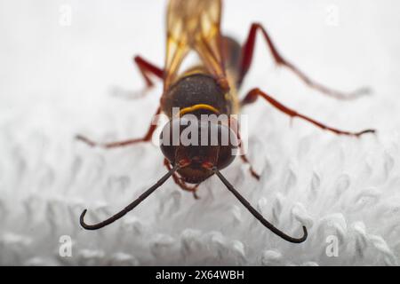 Eine sterbende Wespe von Sceliphron curvatum, auch bekannt als asiatische Schlammwespe, ist ein Insekt der Gattung Sceliphron auf dem weißen Tuch Stockfoto