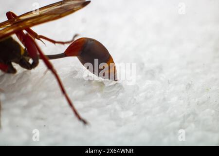 Eine sterbende Wespe von Sceliphron curvatum, auch bekannt als asiatische Schlammwespe, ist ein Insekt der Gattung Sceliphron auf dem weißen Tuch Stockfoto