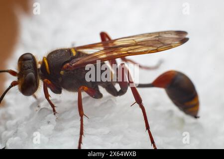 Eine sterbende Wespe von Sceliphron curvatum, auch bekannt als asiatische Schlammwespe, ist ein Insekt der Gattung Sceliphron auf dem weißen Tuch Stockfoto