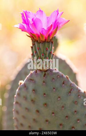 Nahaufnahme von Pink Bivertail Feigenkaktus Blume in Bloom. Spindellose Kakteen, Stachelborsten, Glochids, flaches Pad. Opuntia basilaris Blume Makro Stockfoto