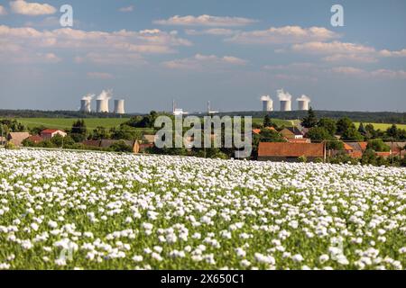 Blühendes Opiummohn-Feld im lateinischen Papaver somniferum und Kernkraftwerk Dukovany wird weißer Mohn in der Tschechischen Republik für Lebensmittel indu angebaut Stockfoto