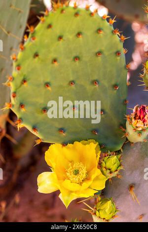 Gelbe Kaktusblüte auf östlichem Feigenkaktus Indischer Feigenkaktus mit Blüte, Stachelborsten und Stacheln auf flachem Paddel. Opuntia humifusa Stockfoto
