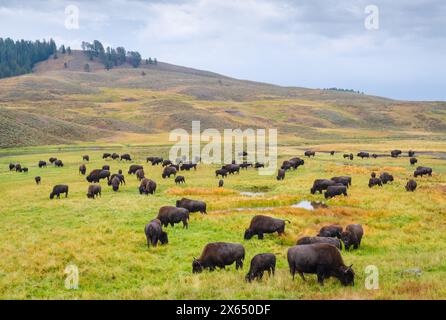 Bison grasen in gestaffelten Gruppen über eine weite Wiese, mit einem kiefernbekrönten Hügel und einem weichen grauen Himmel im Yellowstone-Nationalpark. Stockfoto