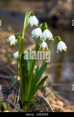 Frühlingsschneeflockenblumen in lateinischer Leucojum vernum Stockfoto