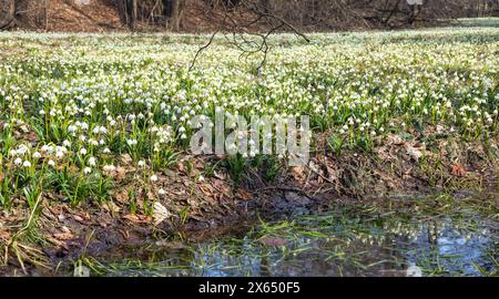 Frühlingsschneeflockenblumen in lateinischer Leucojum vernum Stockfoto