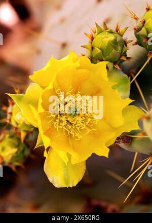 Gelbes Östliches Feigenkaktus-Blüten-Makro. Nahaufnahme einer goldgelben indischen Feigen-Kaktusblüte im Blütemakro. Opuntia humifusa Blume Stockfoto