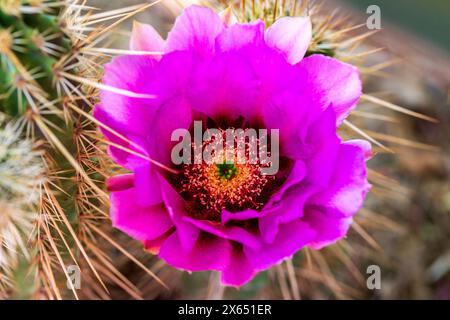 Rosa Blume auf Spitze Igel Cactus Großaufnahme. Leuchtend rosa Kaktusblüte umgeben von Stacheln im Südwesten der Wüste. Echinocereus reichenbachii Stockfoto