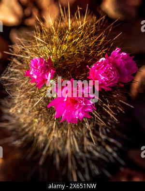 Stachelige Kissenkaktus mit Fuschia-Blumen bei Sonnenuntergang. Mammillaria-Kakteen mit dunkelrosa Blüten in kranzähnlicher Anordnung Stockfoto