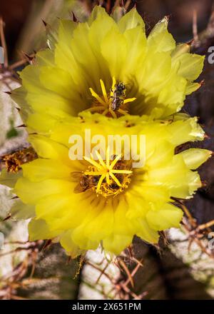 Bienen auf Mönchshaube Kaktusblüten in der Blüte CloseupMultiple Bienen bestäuben blühende gelbe Bischofskappe Kaktusblüten Makro. Astrophytum ornatum Stockfoto