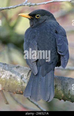Amsel, Amsel, Eurasischer Amsel, gemeiner Amsel, (Turdus merula), ein, Einzeltier, Biotop, Lebensraum, Sitzwarte Stockfoto