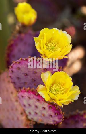 Gelbe Kaktusblüten auf violetter Feigenkrone. Violetter Kaktuskaktus in Blüte mit gelben Blüten im Frühjahr. Opuntia gosseliniana mit Blumen. Stockfoto