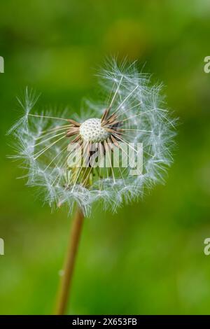 Samenkopf des Löwenzahns (Taraxacum officinale) wird oft als Löwenzahnuhr bezeichnet, vor einem unscharfen Hintergrund Stockfoto