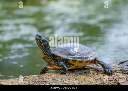 Ein Rotohr-Terrapin (Trachemys scripta elegans), der auf einem teilweise untergetauchten Baumstamm in einem See in Blackpool, Lancashire, Großbritannien, ruht Stockfoto