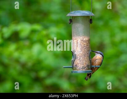 Eine Nuthatch (Sitta europaea), die sich an einem Hängevogelfutter ernährt Stockfoto