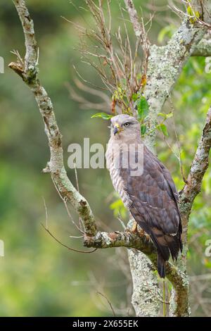 Graubrust-Schlangenadler, Fasciated Snake-Eagle, Southern Banded Snake Eagle, Southern Banded Snake-Eagle, Southern Banded Snake-Eagle, Circaetus fasc Stockfoto