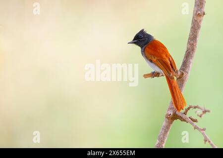 Graubrust-Paradiesschnäpper, afrikanischer Paradiesflieger, afrikanischer Paradiesflieger, afrikanischer Paradiesflieger, (Terpsiphone viridis), Tchitrec d' Stockfoto