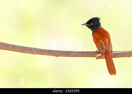 Graubrust-Paradiesschnäpper, afrikanischer Paradiesflieger, afrikanischer Paradiesflieger, afrikanischer Paradiesflieger, (Terpsiphone viridis), Tchitrec d' Stockfoto