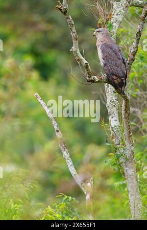 Graubrust-Schlangenadler, Fasciated Snake-Eagle, Southern Banded Snake Eagle, Southern Banded Snake-Eagle, Southern Banded Snake-Eagle, Circaetus fasc Stockfoto